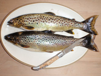 browntrout