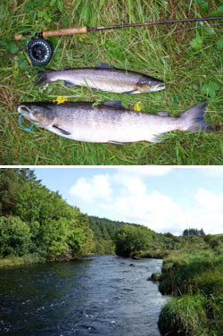 zwei bilder fische und fluss